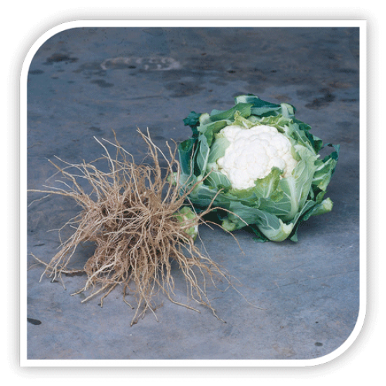 Seminte de conopida CLAPTON F1