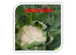 Seminte de conopida Charlot F1