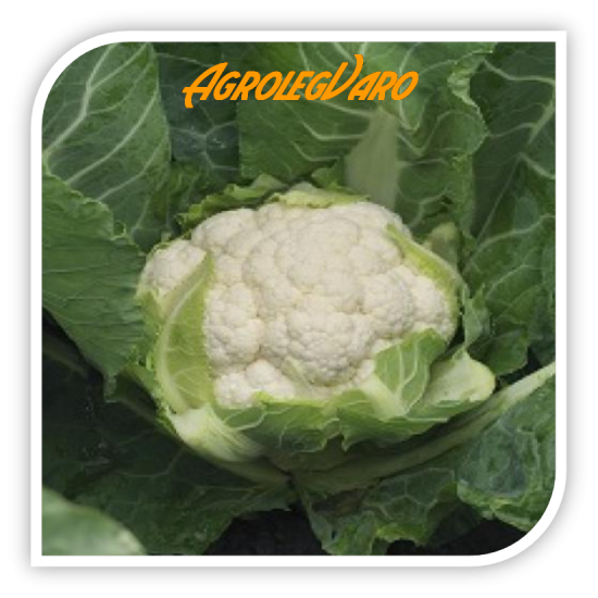 Seminte de conopida DAVID F1