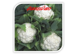 Seminte de conopida DIVITA F1