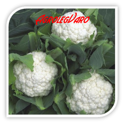 Seminte de conopida DIVITA F1