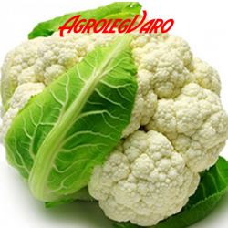 Seminte de conopida ERFURT