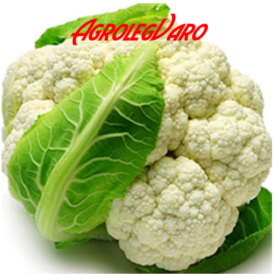 Seminte de conopida ERFURT