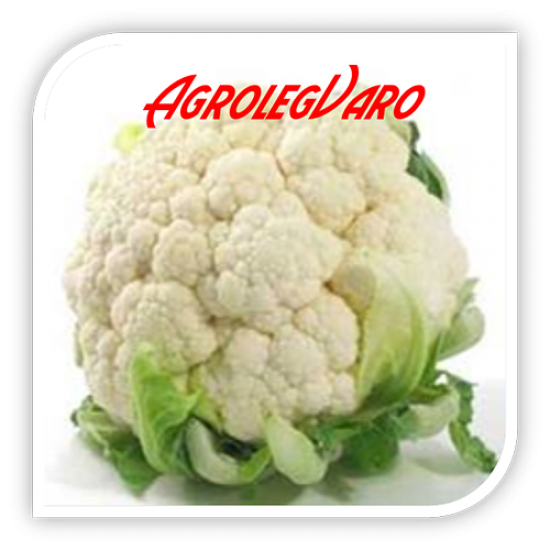 Seminte de conopida Encanto F1