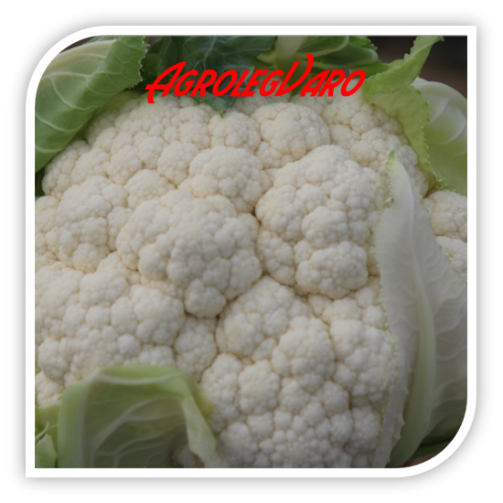 Seminte de conopida FORTALEZA F1