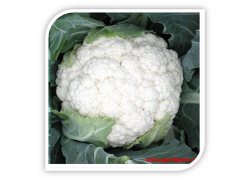 Seminte de conopida FREEDOM F1