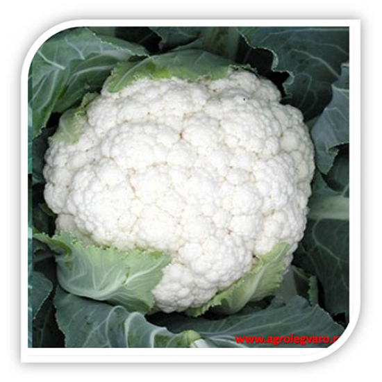 Seminte de conopida FREEDOM F1