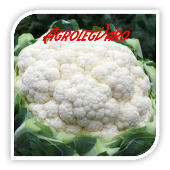 Seminte de conopida Fargo F1