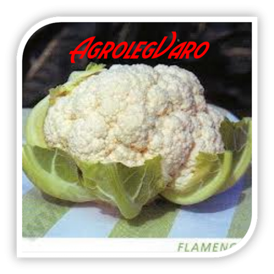 Seminte de conopida Flamenco F1