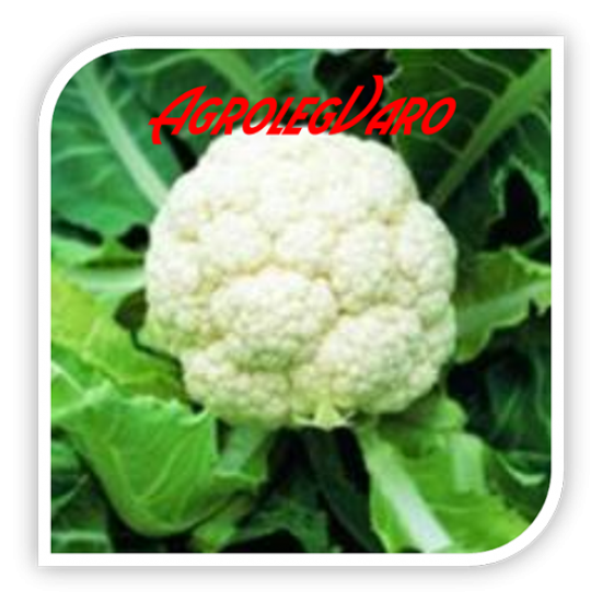 Seminte de conopida Goodman