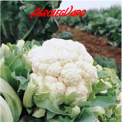 Seminte de conopida HERFSTREUSEN