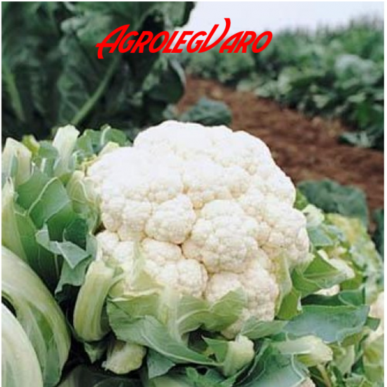 Seminte de conopida HERFSTREUSEN