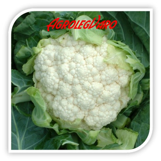 Seminte de conopida LOCRIS F1