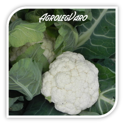 Seminte de conopida MARLEG F1