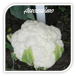 Seminte de conopida NELIG F1