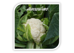 Seminte de conopida RAFT F1