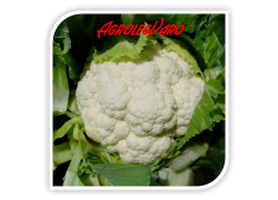 Seminte de conopida Raoul F1