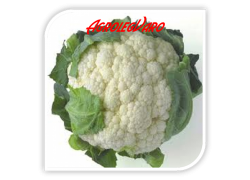 Seminte de conopida SANTAMARIA F1