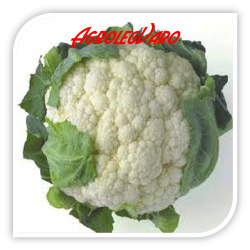 Seminte de conopida SANTAMARIA F1