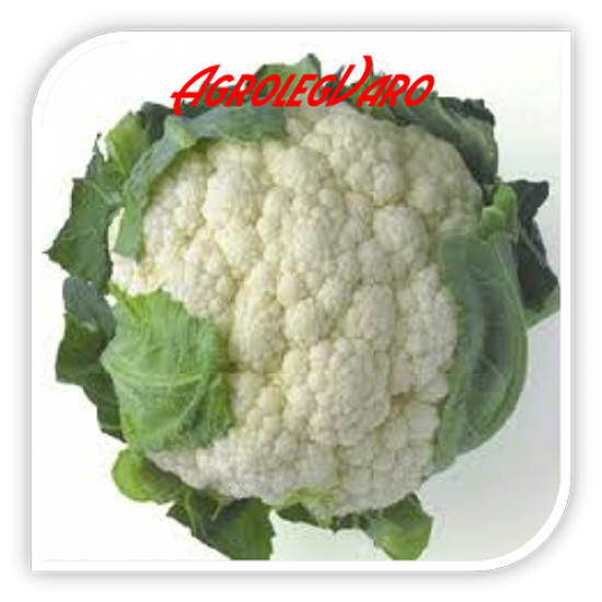 Seminte de conopida SANTAMARIA F1