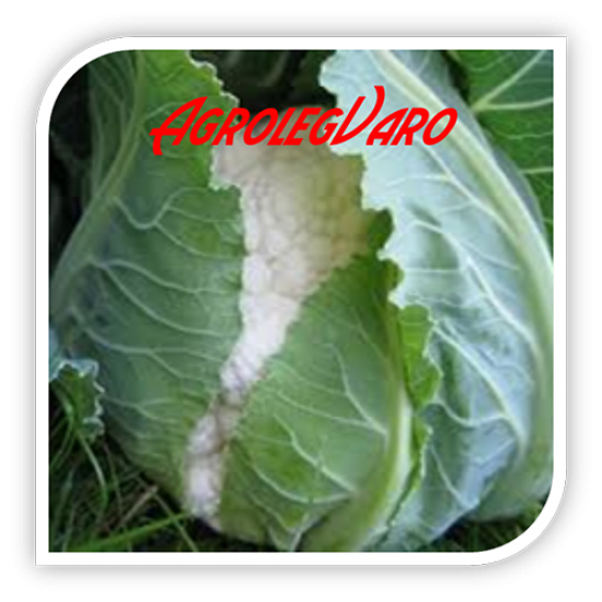 Seminte de conopida SEOUL F1