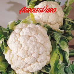 Seminte de conopida SNOWBALL