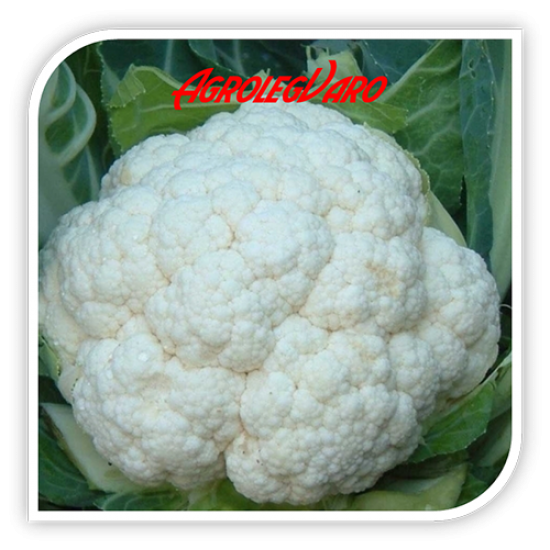 Seminte de conopida SPACESTAR GOLD F1