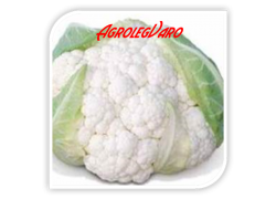 Seminte de conopida Sevilla F1