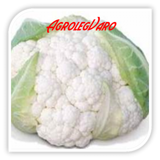 Seminte de conopida Sevilla F1