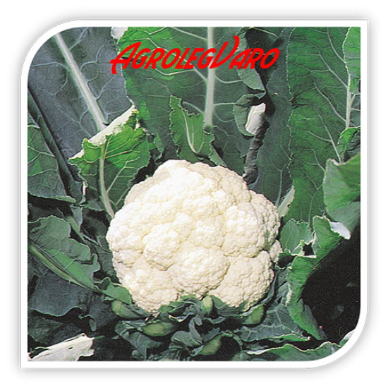 Seminte de conopida WHITE EXCEL F1