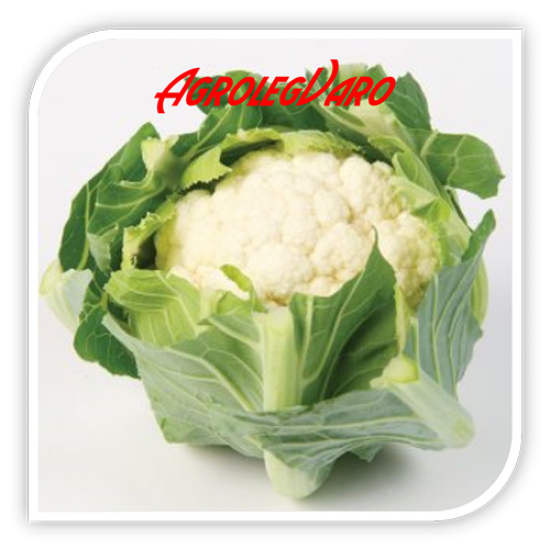 Seminte de conopida WHITE STEP