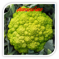 Seminte de conopida verde VITAVERDE