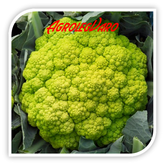 Seminte de conopida verde VITAVERDE