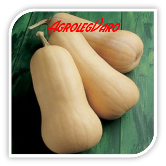 Seminte de dovleac ORANGE AGRO