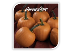 Seminte de dovleac TERRAFIN F1