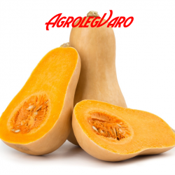 Seminte de dovleac WALTHAM BUTTERNUT