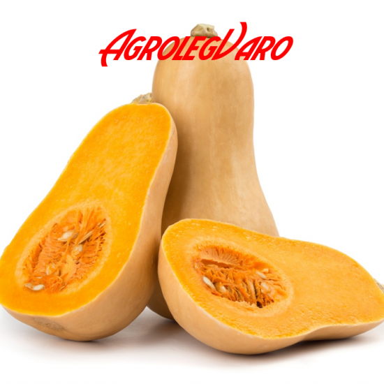 Seminte de dovleac WALTHAM BUTTERNUT