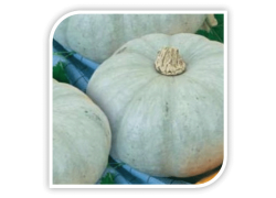 Seminte de dovleac placintar NELSON F1