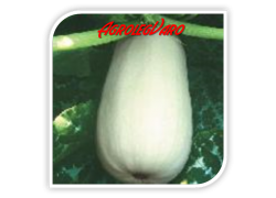 Seminte de dovlecei ALBATOK