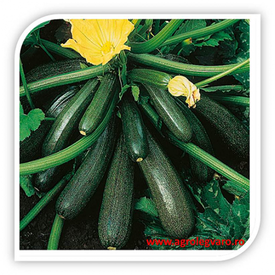 Seminte de dovlecei AMBASSADOR F1