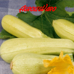 Seminte de dovlecei LONG WHITE BUSH