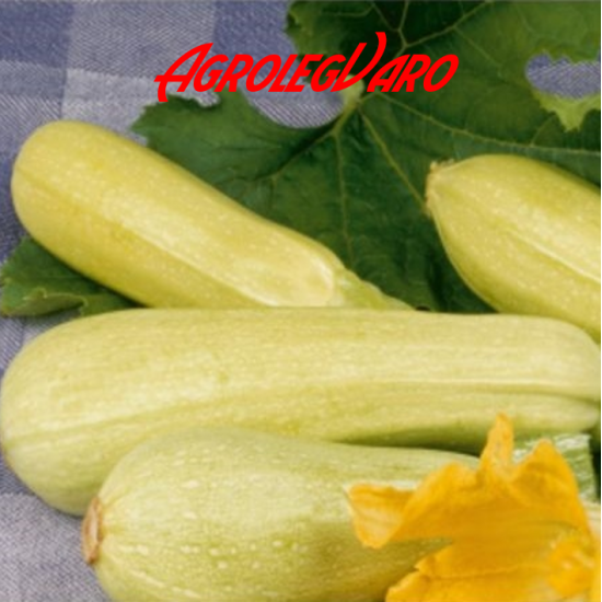 Seminte de dovlecei LONG WHITE BUSH