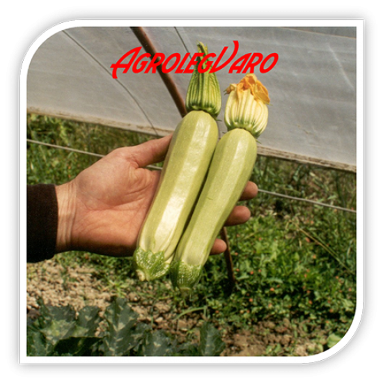 Seminte de dovlecel AZIAD F1