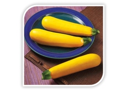 Seminte de dovlecel GOLDEN GLORY F1