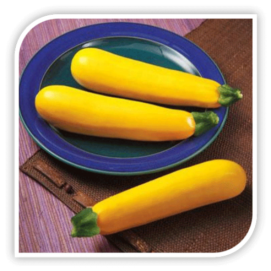 Seminte de dovlecel GOLDEN GLORY F1