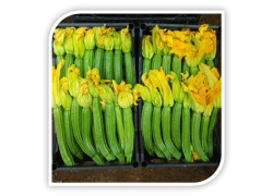 Seminte de dovlecel PANTHEON F1