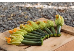 Seminte de dovlecel zucchini MODENA F1
