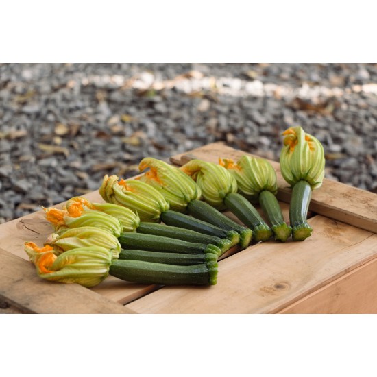Seminte de dovlecel zucchini MODENA F1