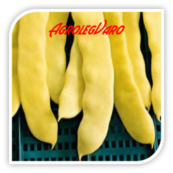 Seminte de fasole JULISKA