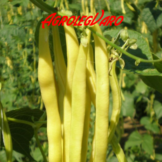 Seminte de fasole Neckargold